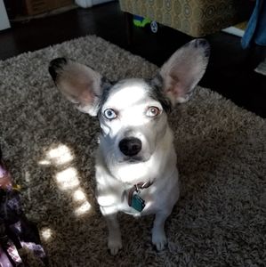 Meet your Posher, Annie